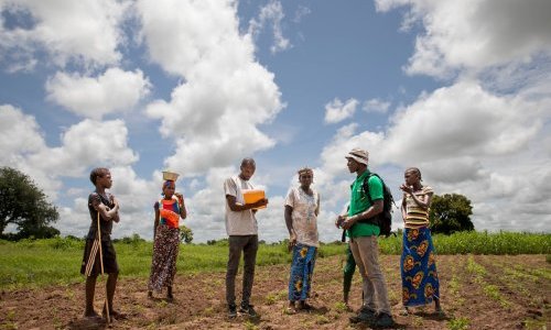 Fair Sahel : Les agriculteurs de Koussanar au cœur d'une transition agroécologique expérimentale et participative